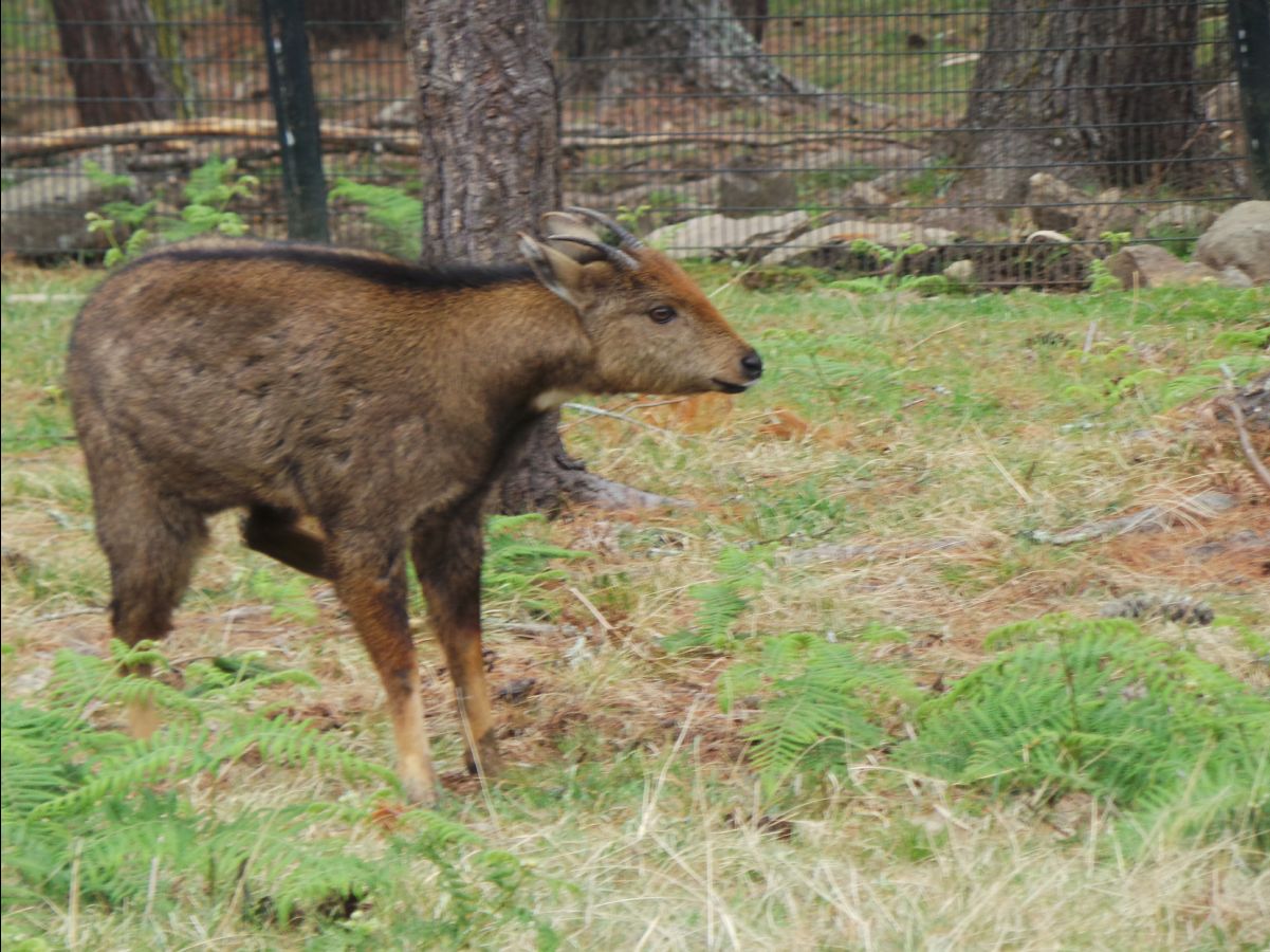 Takin - National Animal07
